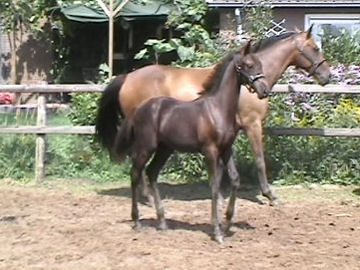 Klik voor een vergroting