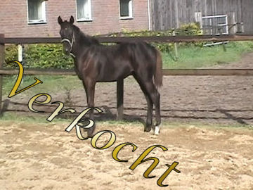 Clover Buca