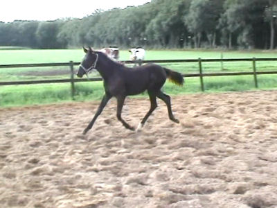 Clover
