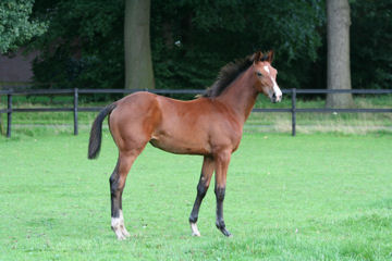 Klik voor een vergroting