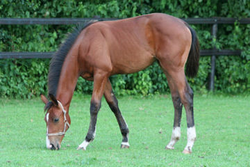 Klik voor een vergroting