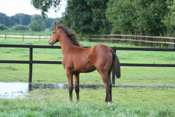 Klik voor een vergroting