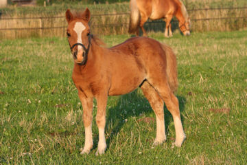 Klik voor een vergroting