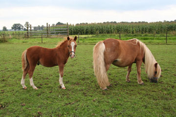 Klik voor een vergroting