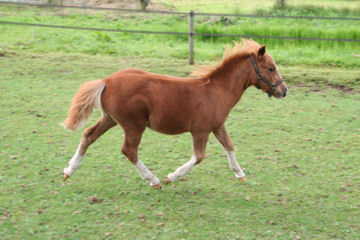 Klik voor een vergroting