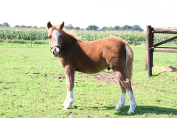 Klik voor een vergroting