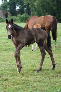 Klik voor een vergroting