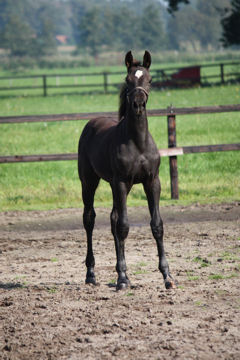 Klik voor een vergroting