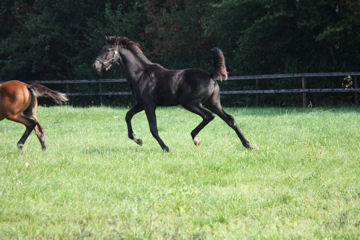 Klik voor een vergroting