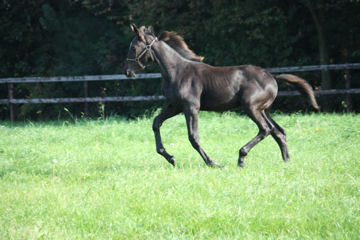 Klik voor een vergroting