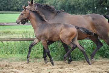 Klik voor een vergroting