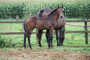 Klik voor een vergroting