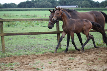 Klik voor een vergroting