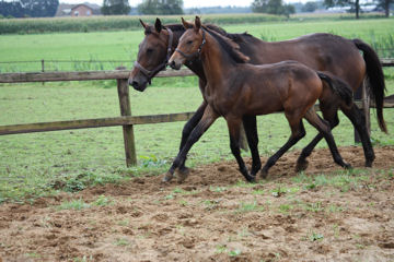 Klik voor een vergroting