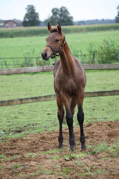 Klik voor een vergroting