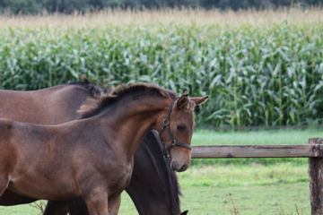 Klik voor een vergroting