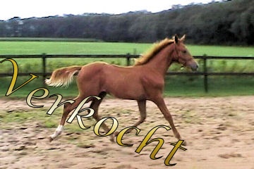Ginger Buca A