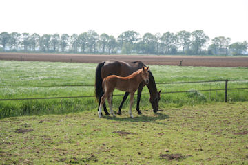 Klik voor een vergroting