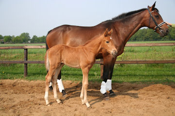 Klik voor een vergroting