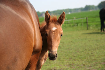 Klik voor een vergroting