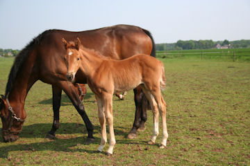 Klik voor een vergroting