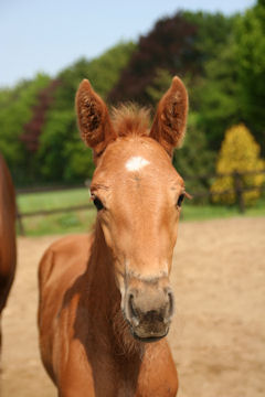 Klik voor een vergroting