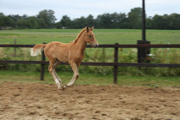 Klik voor een vergroting