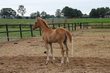 Klik voor een vergroting