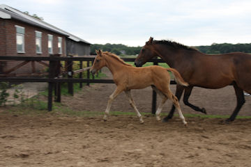Klik voor een vergroting