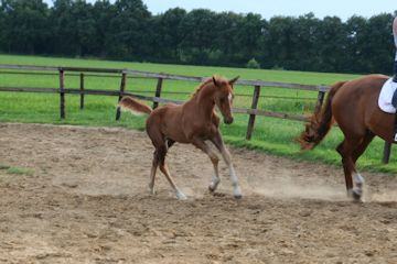 Klik voor een vergroting