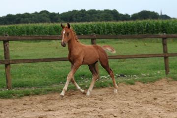 Klik voor een vergroting