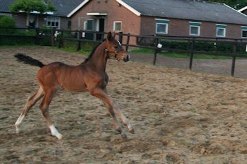 Klik voor een vergroting