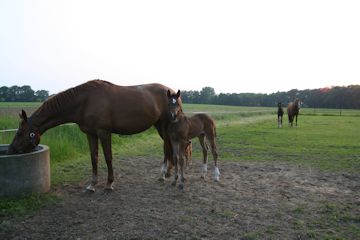 Klik voor een vergroting